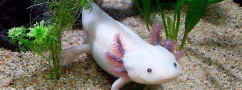 En el texto los peces de méxico: especies endémicas