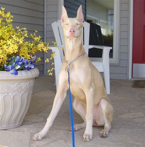 We did not find results for: Pin on Universo Animali (Canidi-Lupus)
