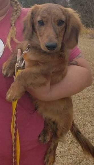 Don't miss what's happening in your neighborhood. Baxter in TN, adoptable Dog, Puppy Male Dachshund | Pet ...
