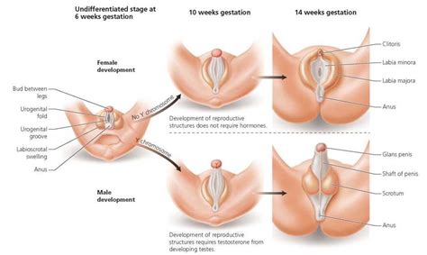 Maybe you would like to learn more about one of these? FIGURE 18.11. Development of external genitalia