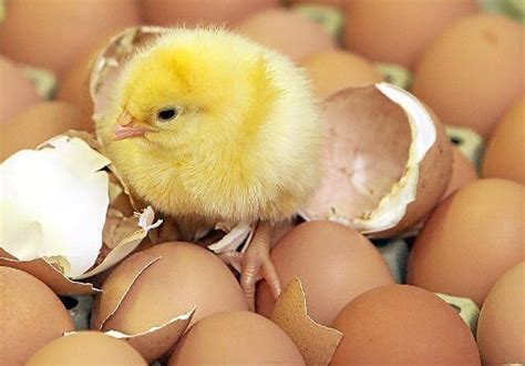 Hühnerküken schlüpft aus dem Ei | huehnerstallkaufen.net