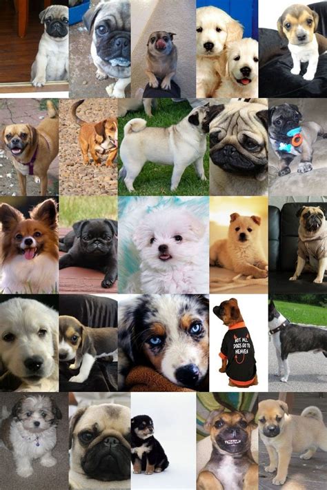 Doing The Best You Can For Your Dog | Dogs, Pet dogs, Your dog