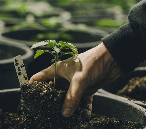 The most effective way to deal with. Soil Grower Certification | Green CulturED eLearning Solutions