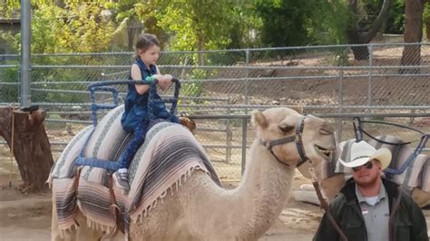 Camel rides are a special addition to any event and a great reason to draw media coverage! Riding Camels at Phoenix Zoo (me and my sister go for a ...