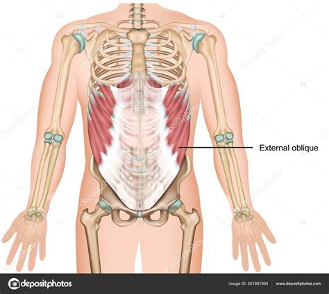 Side muscles of the torso external. Upper Torso Muscle Anatomy / Anterior Abdominal Muscles ...