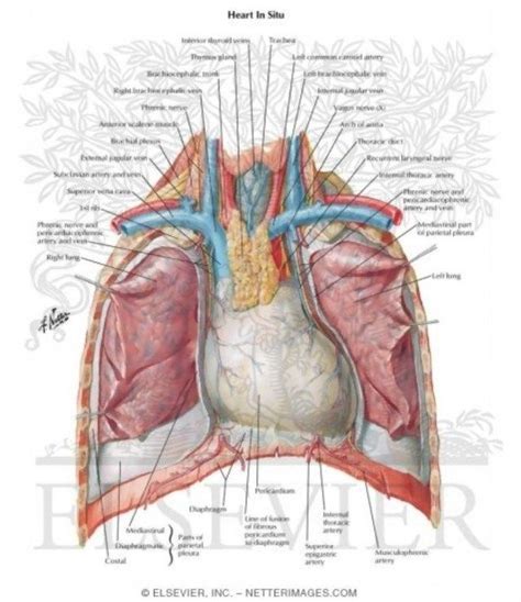 Axial post contrast ct section of chest showing the large download scientific diagram. Human Chest Anatomy Diagram - koibana.info | Anatomy ...