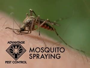 530 просмотров 3 года назад. Advantage Pest Control in Topsfield, MA & Manchester-by ...