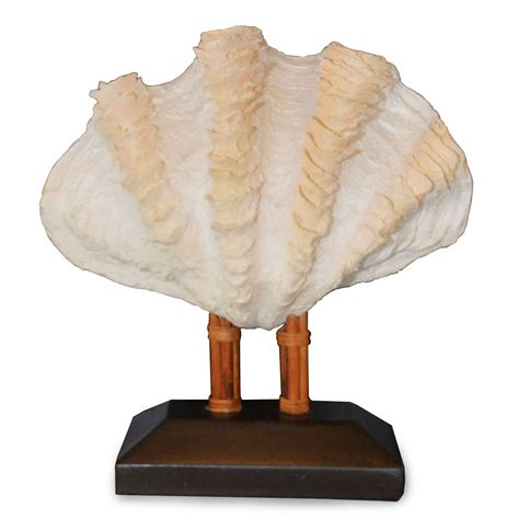 Check spelling or type a new query. Clam Shell On Stand