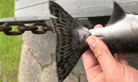 En fritidsfisker fikk 11 pukkellaks i lofoten. Pukkellaks registrert i nesten 120 elver, over hele landet
