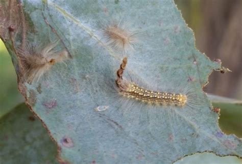 Fertilizer for vigorous plants, apply special cacti fertilizer during the vegetative growth period, once every two to three weeks. Cuckoos and their toxic prey - 'urticated' inside and out ...