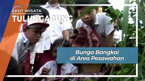 Pada intinya kejadian di tulungagung jawa timur ini akibat mbak mbak melamun, entah melamun karena mainan hape atau melamun akan masa depan atau bisa masa lalu aka kenangan. Bunga Bangkai di Area Pesawahan Desa Bangoan Kedungwaru Tulungagung
