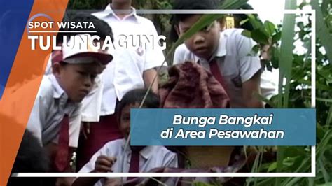 Facebook perhatian loker tulungagung : Bunga Bangkai di Area Pesawahan Desa Bangoan Kedungwaru Tulungagung