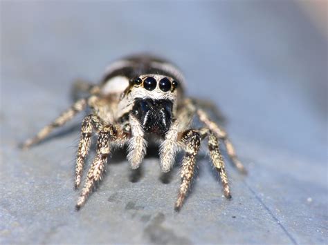 Nicht nur ihr körperbau ähnelt sehr einer ameise, auch ihr verhalten ist ameisenähnlich: Natur Fotografie : Spinnen - Arachnida / Galerie ...