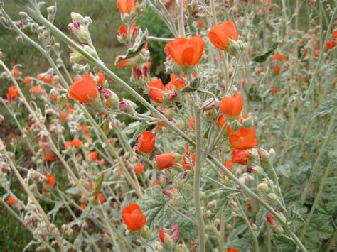 Orange globe mallow (sphaeralcea munroana) is a welcome sight in midsummer when the heat view more planting guides , or download our complete planting guide for tips on caring for your. Desert Globemallow, Desert Globemallow, Deserthollyhock ...