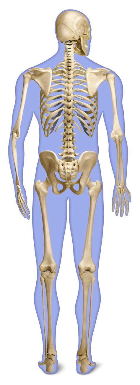 Backbone is used colloquially for for courage. Human Anatomy Body - Human Anatomy for Muscle, Reproductive, and Skeleton