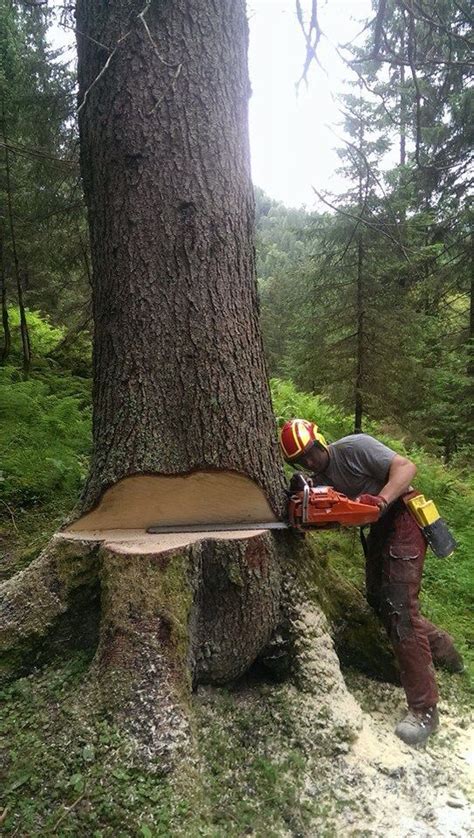 Tree lopping is essentially the service of trimming, cutting and reshaping trees in order to maintain them. Logging | Tree felling, Forestry, Lumberjack