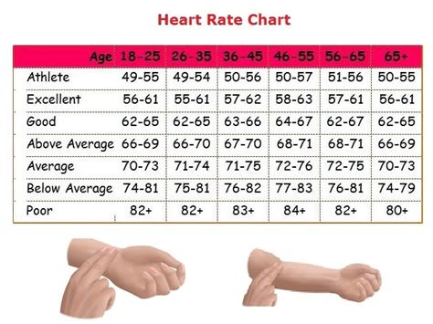 Heart rate in children is the number of times the heartbeats per minute. Normal heart rate for men — Steemit