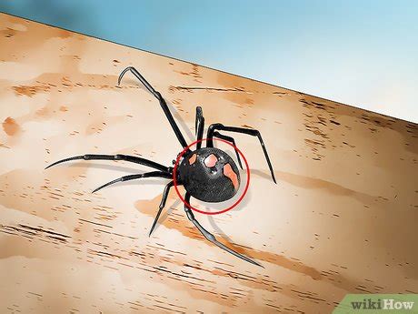 Use our guide below to find out! 4 Ways to Identify a Black Widow Spider - wikiHow