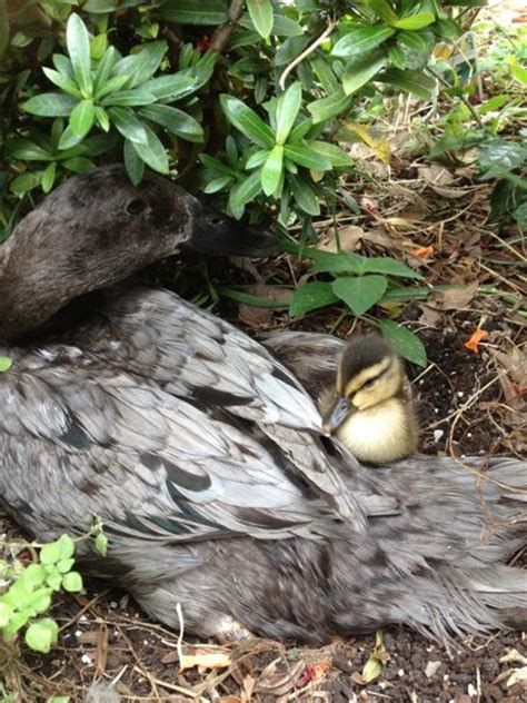 She started laying around 21 weeks. Introducing new additions to the flock | Backyard Ducks