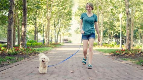 How to Make Extra Money as a Dog Walker and Sitter | PT Money