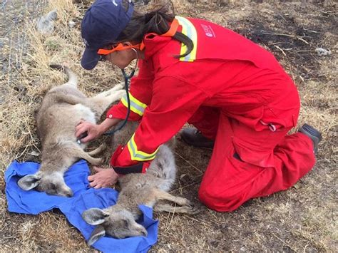 Veterinary wildlife rescue and treatment - Australian bushfires ...
