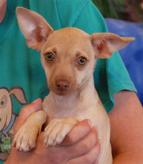 If you are unable to find your companion in our dogs for adoption sections, please consider looking thru the directory of rescue organizations, to see if they have any current dogs for adoption listings. Drew is a playful Chihuahua puppy now 3 months of age ...