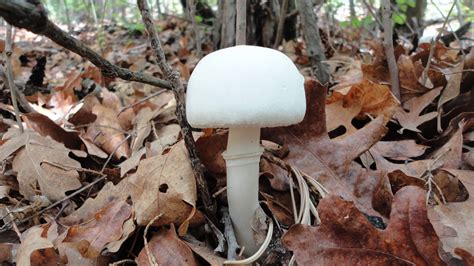 The most common white feathery material is cotton. Found in the Sandia Mountains - Mushroom Hunting and ...