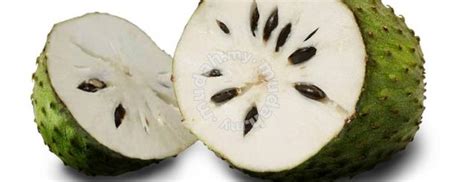 Antara khasiat jus durian belanda: JUS KHASIAT T&Z AL-BARAKAH: JUS DURIAN BELANDA SEDAP ...