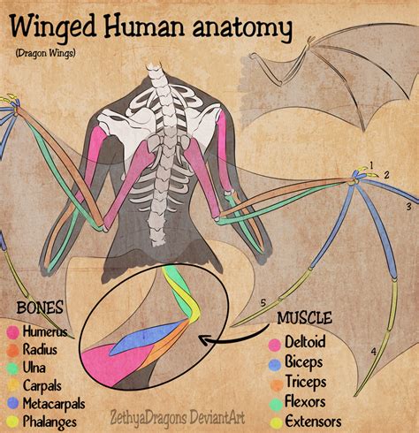 See more ideas about wing anatomy, wings drawing, winged people. Winged Human Anatomy by ZethyaDragons on DeviantArt ...