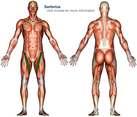 Check spelling or type a new query. VA_4612 Unlabeled Body Diagram Download Diagram