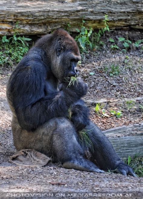 From wikimedia commons, the free media repository. Gorilla mustert Gras - Zoo Schmiding