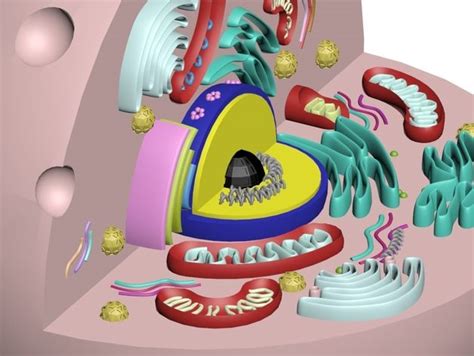 These are different from plant cells because they lack chloroplasts and have smaller vacuoles. animal cell / eukaryotic cell -model by alavanimation ...