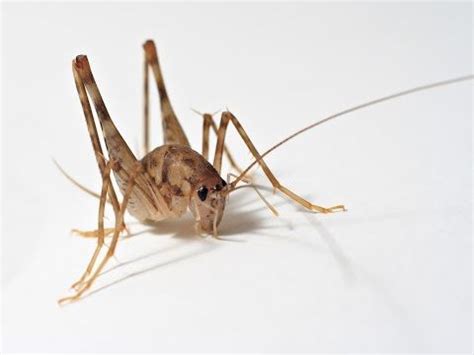 Piotr naskrecki confirms camel cricket identification hi daniel, piotr and i. Selecting A Pest Control Professional | Getting rid of ...