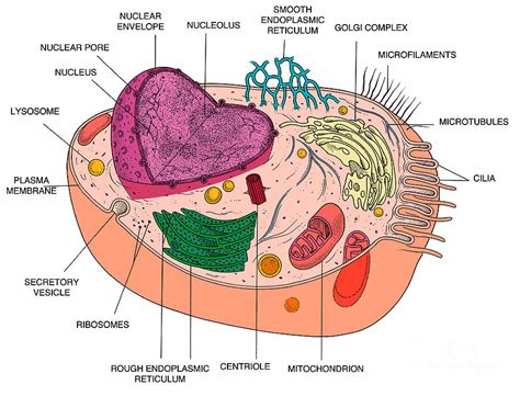 Animal cell illustration with labels showing major organelles (plant cells are somewhat different). Animal Cell Diagram Photograph by Science Source