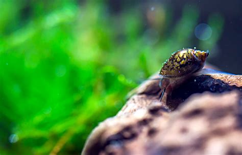 Which snails become pests in the aquarium? Snails In The Aquarium - 1000+ Aquarium Ideas