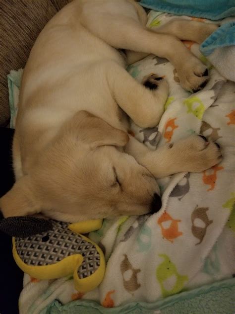 Born dreaming of ducks and duck ponds. Puppy dreams | Puppies