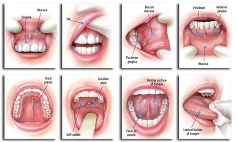 It is estimated that about one third of all cats will die from some form of cancer, and watching for and understanding the early symptoms can make the difference between life and death for your cat. Oral Cancer: Causes, Symptoms, & Treatment - Philadelphia ...