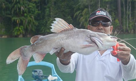 Ikan baung termasuk ikan, yang populer dan disajikan sebagai suguhan karena mengandung daging dengan berikut ini terdapat beberapa cara budidaya ikan baung di dalam kolam yang baik, terdiri atas ini untuk mencegah benih ikan baung menghindari panas matahari. Mengenal Jantina Ikan Baung - Umpan