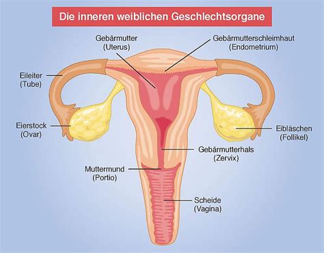 Sie stellt, schematisch gehalten, den unteren teil eines sagittaldurchschnitts in der medianlinie des körpers dar, d.h. Geschlechtsorgane der frau. Weibliche Geschlechtsorgane ...