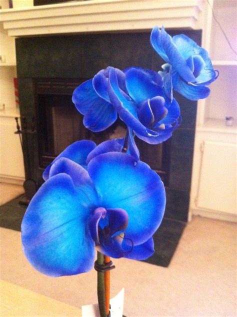 Fresh stem dendrobium orchids into your area to create your own plant sanctuary. Dyed Orchid : Blue