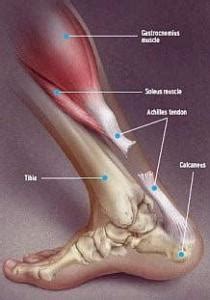 It serves to attach the plantaris, gastrocnemius (calf) and soleus muscles to the calcaneus (heel) bone. Torn Achilles Sports injury clinic Thornhill