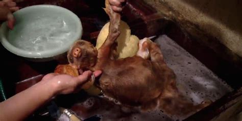 Baby sloths take a bath. Sloths getting a bath is the most adorable thing ever ...