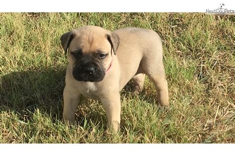 Advice from breed experts to make a safe choice. "Ray J": Bullmastiff puppy for sale near Dallas / Fort ...