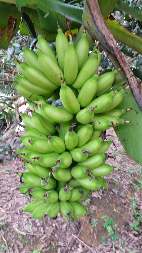 Dapatkan gambar pisang hd gratis dari ribuan pilihan, download gambar pohon pisang & kategori lain. Warisan Petani: Pisang 40 Hari