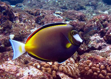 Aedes japonicus japonicus (theobald) (diptera: Acanthurus japonicus : Japan surgeonfish , Chirurgien à ...