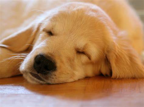 For instance, stomach issues combined with rapid breathing can indicate poisoning while discoloration of the gums or. Dog Breathing Fast Through Nose While Sleeping [2021 ...