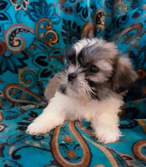Michigan puppies for sale this page lists dogs and puppies for sale in michigan along with stud services. Shorkie Puppies Sale | Fenton, MI #8886 | Hoobly.US