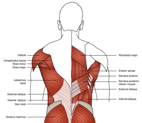 Musclesm in the upper human back / my blog: Why are core muscles important for back pain? | London Spine Unit | UK's Best Spinal Clinic ...