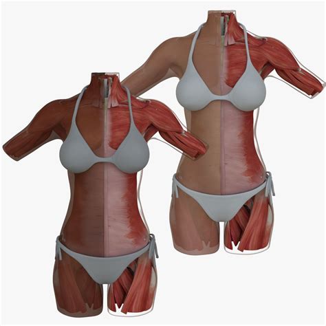 Internal and external obliques work to rotate the torso and stabilize the abdomen. Woman Torso Muscle Anatomy | 3D model | Female torso ...