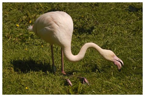 More images for europese flamingo » Gewone of europese flamingo (Phoenicopterus roseus ...
